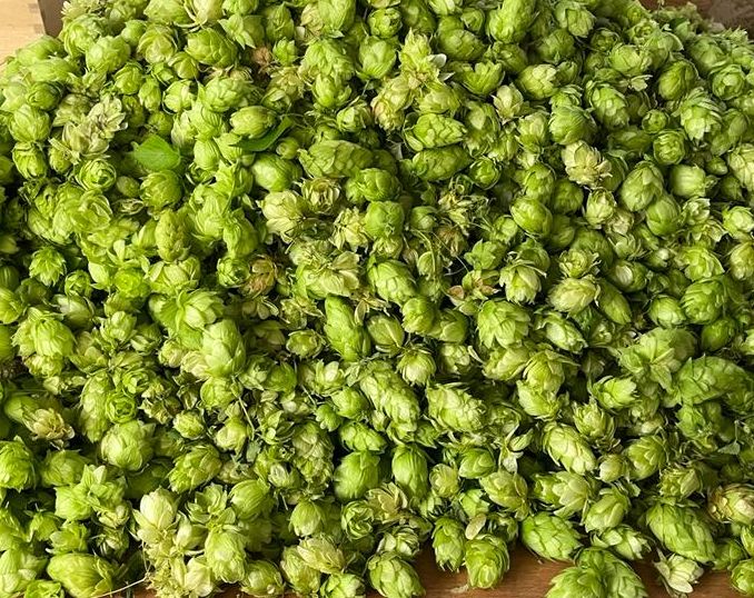 hopfen hopfen