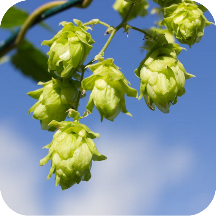 INDIA PALE ALE im 4er oder 12er Pack